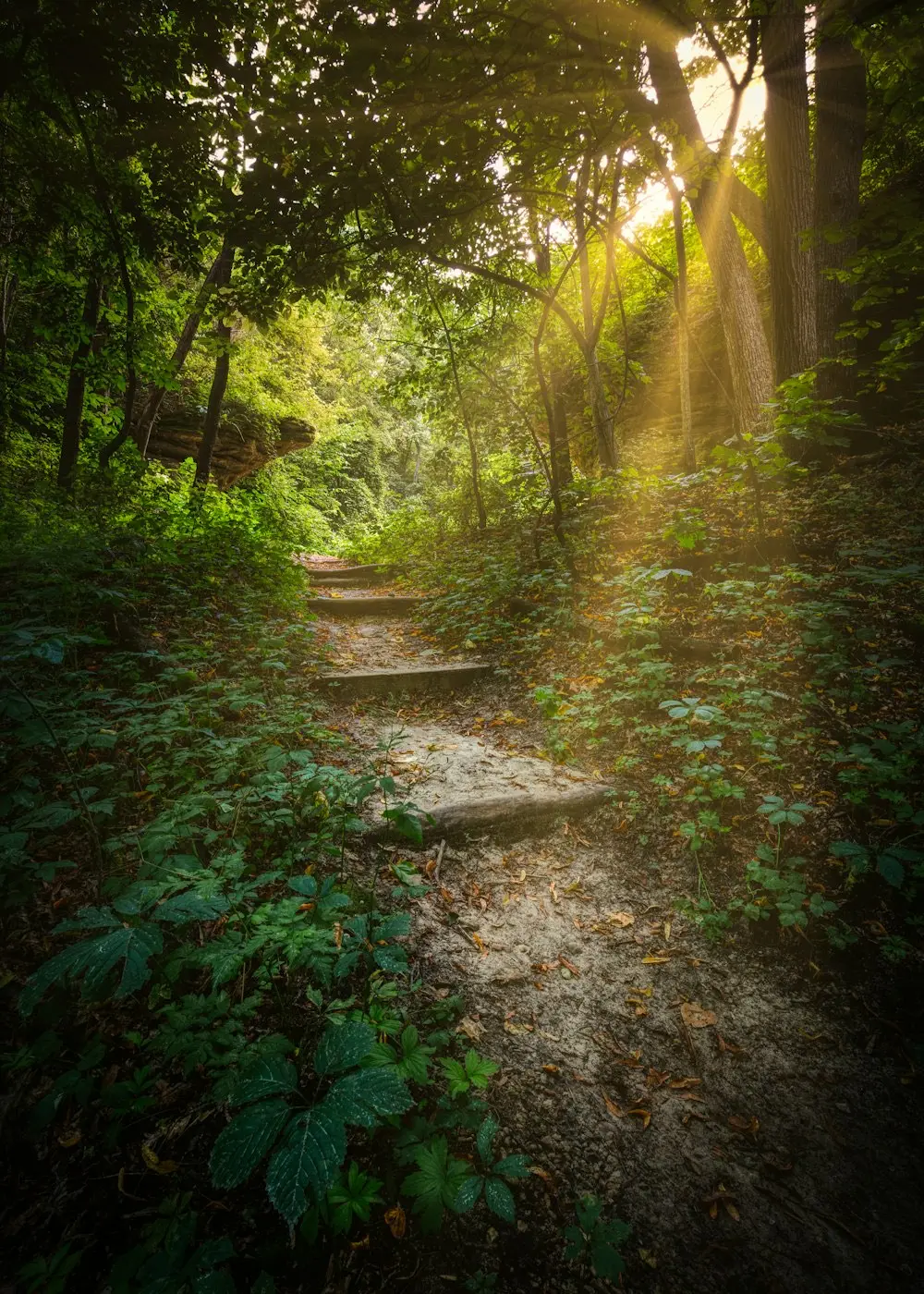 Stone steps rising through sunlit forest