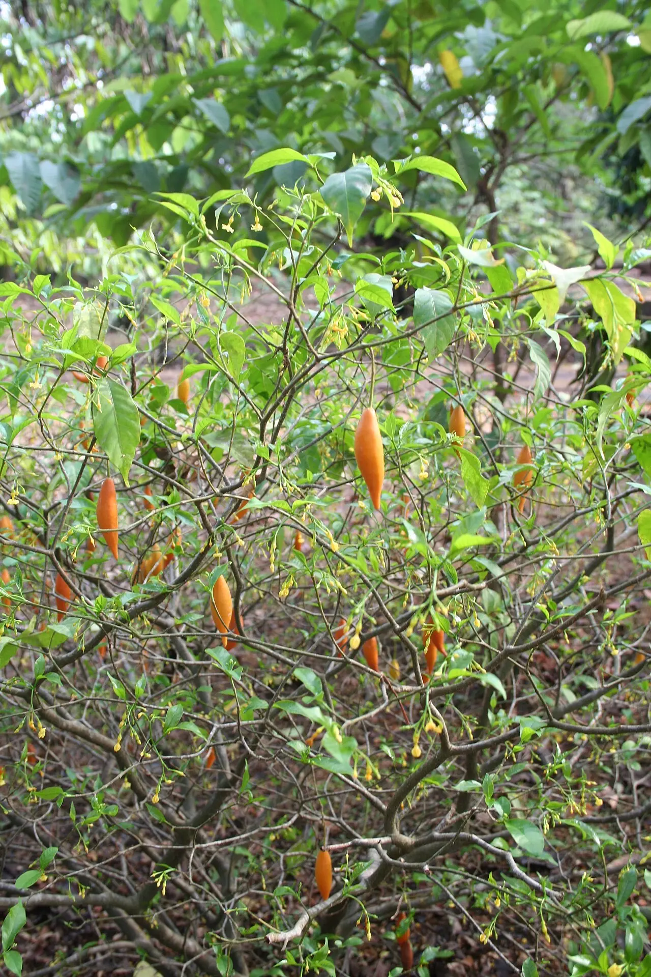 Tabernanthe iboga branch with orange fruits