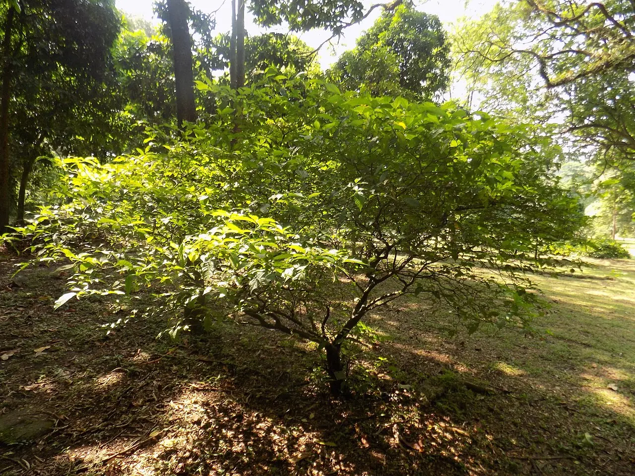 A Tabernanthe iboga shrub in a botanical garden