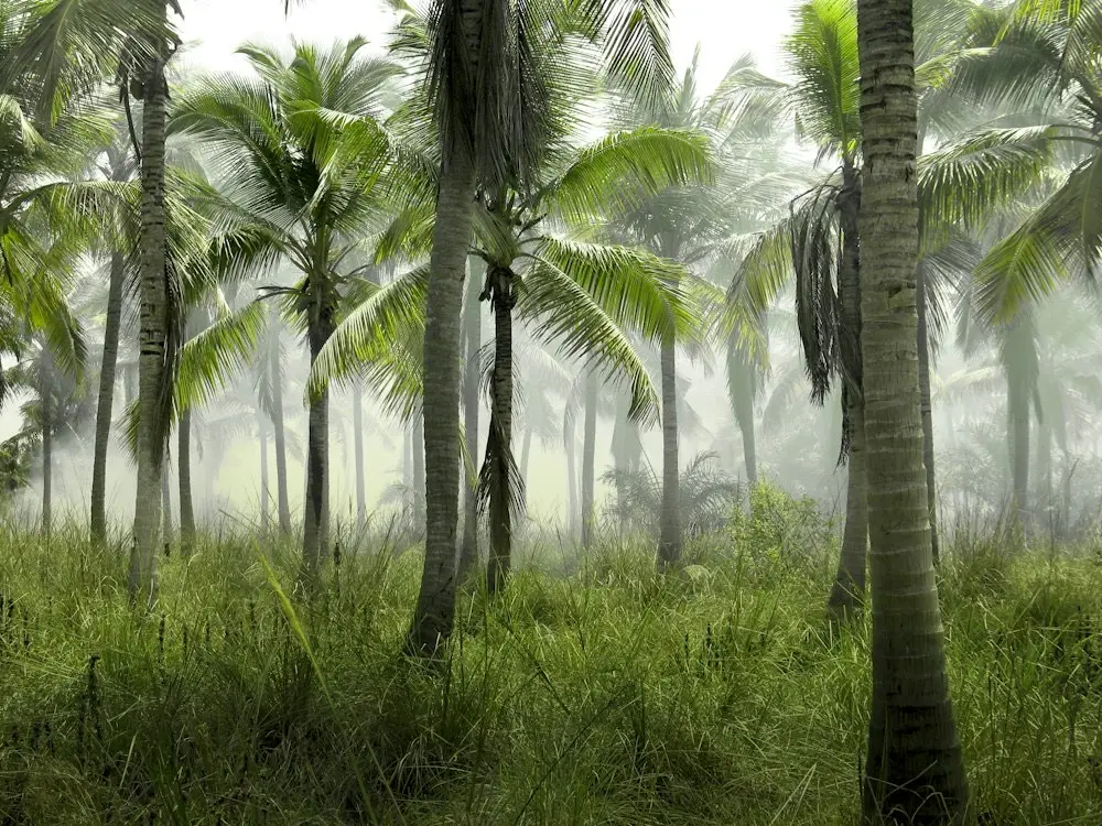 Mist drifting through tropical forest