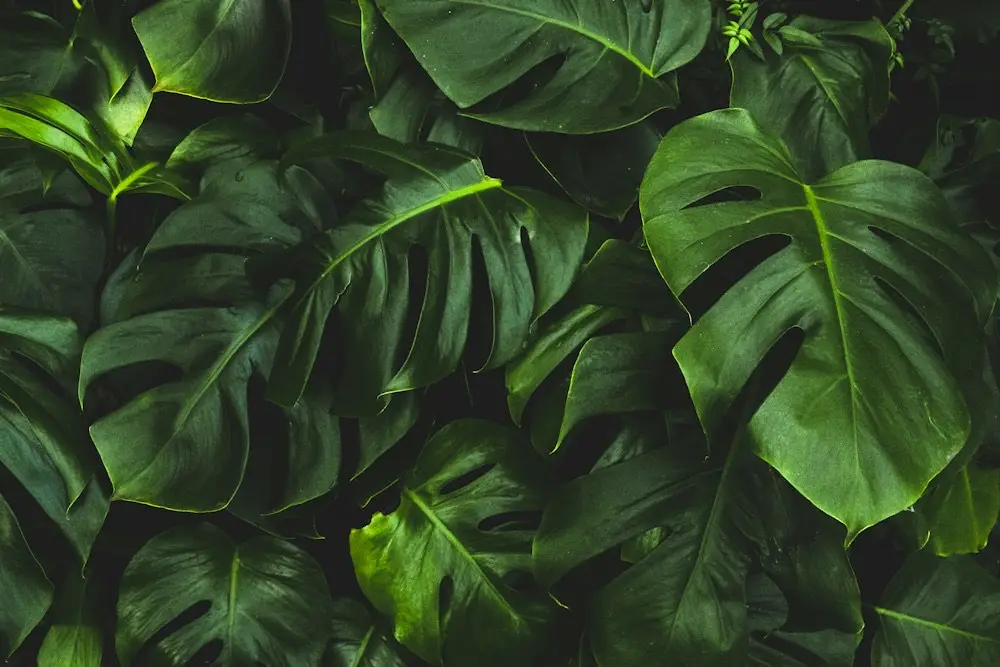 Dense green tropical leaves